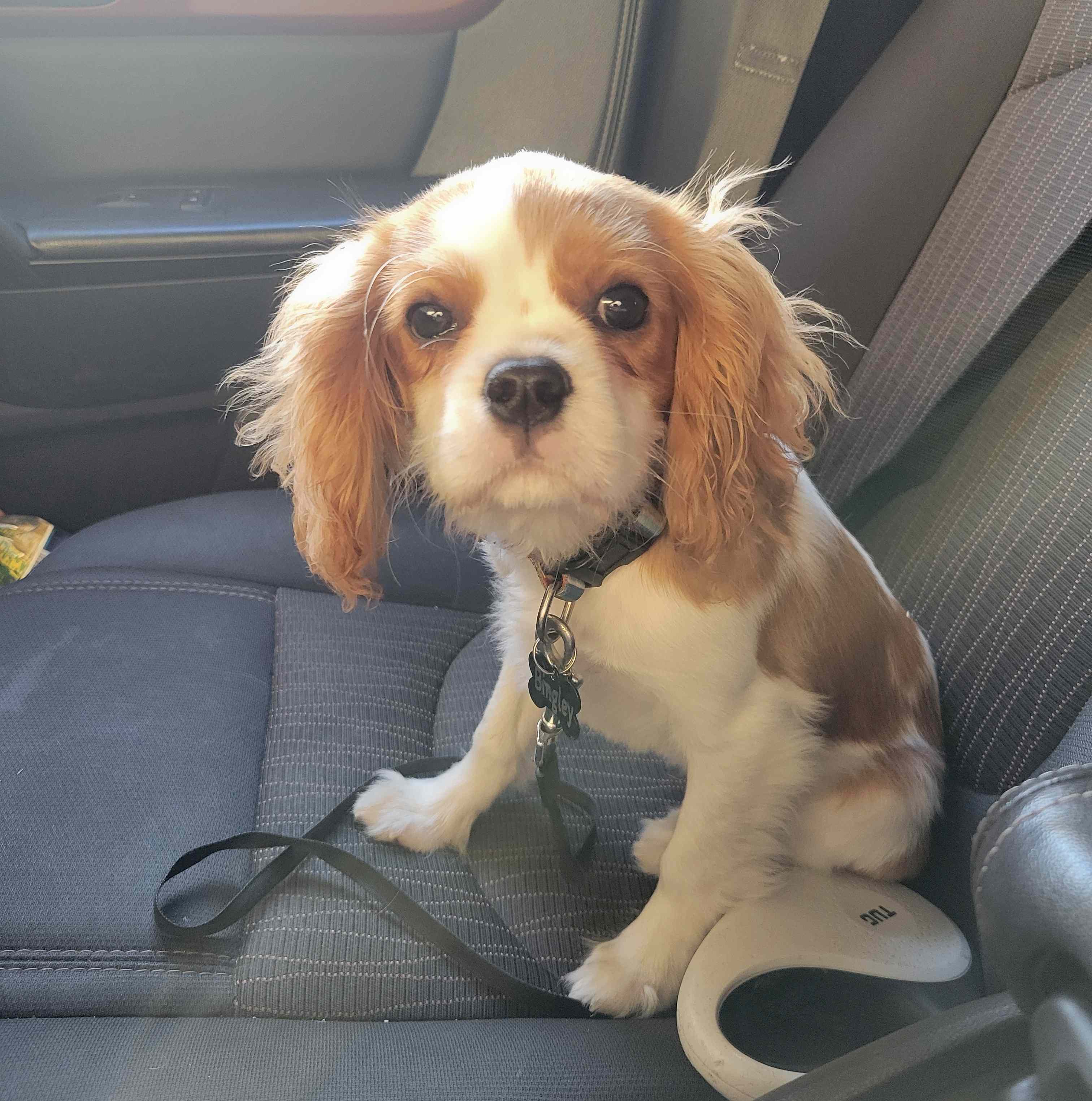 2024-10-27 Bingley car ride.jpg